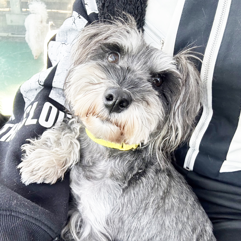生徒が撮影したモデル犬④